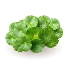 Caleido Gotu Kola kivonat kapszula 60db